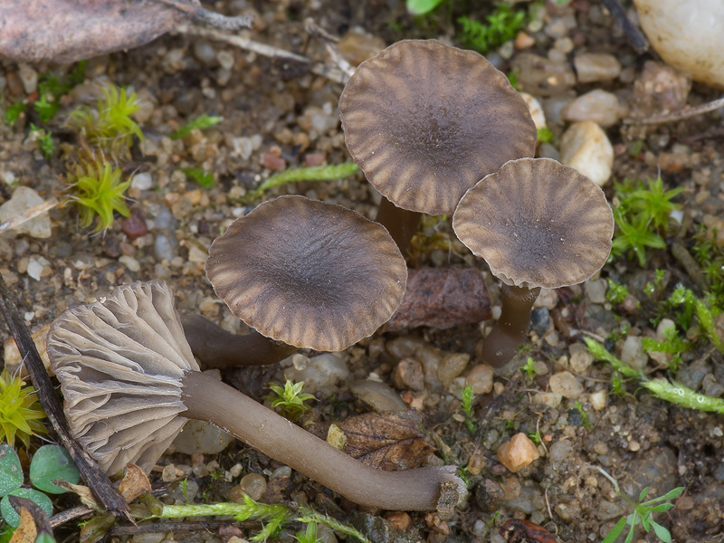 Omphalina griseopallida